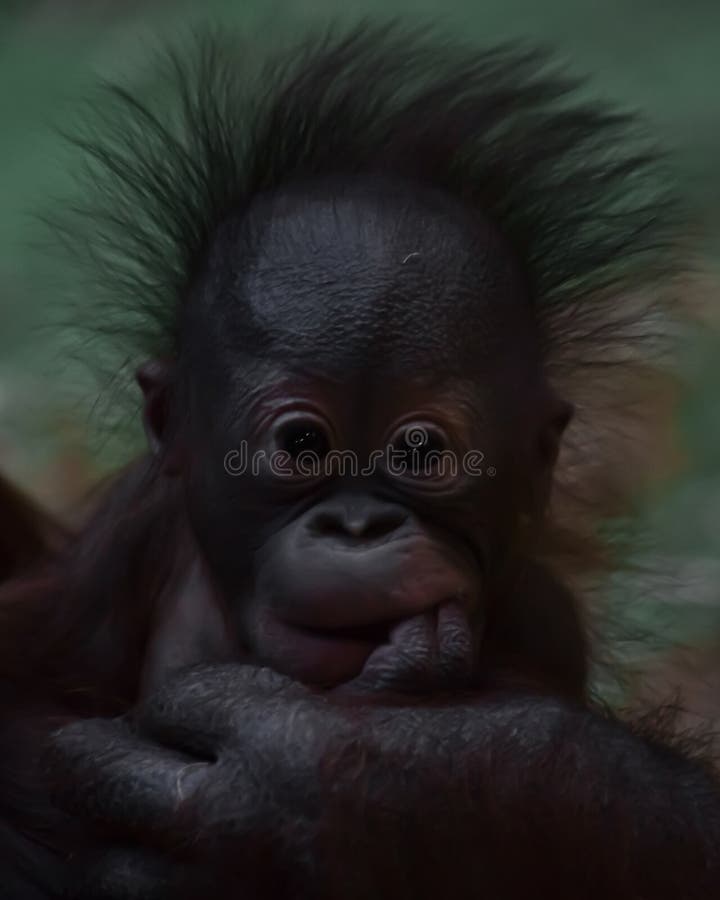 A Cute Little Orangutan Baby with Fluffy Red Hair and Black Eyes Stock  Photo - Image of animal, indonesia: 134683592