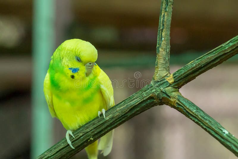 Cute little parrot budgerigar Melopsittacus undulatus lemon sleeping on a branch close-up portrait of a bright bird royalty free stock photography Cute little parrot budgerigar Melopsittacus undulatus lemon sleeping on a branch close-up portrait of a bright bird royalty free stock photography