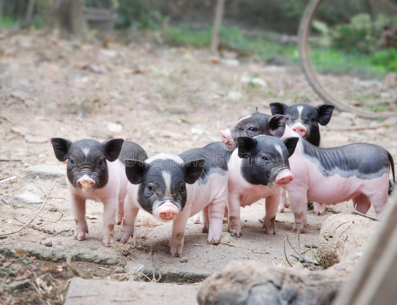 Cute little pigs royalty free stock images