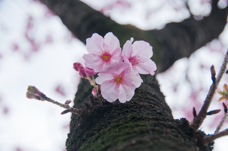 Cute Little Pink Sakura Cherry Blossom Flowers in Tokyo Cute Little Pink Sakura Cherry Blossom Flowers in Tokyo