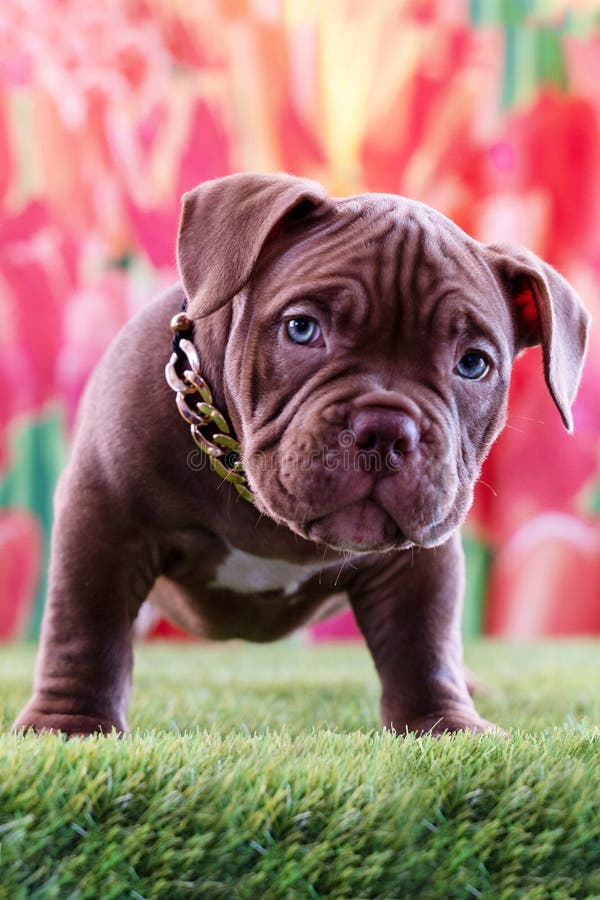 Cute little puppy of American Bully breed, with serious face expression, brown red color, blue eyes.