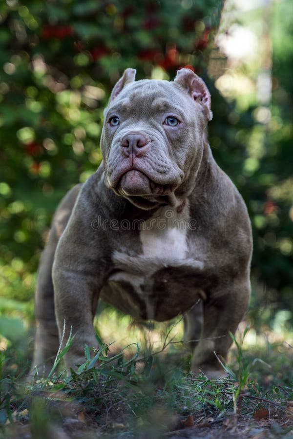 Cute little puppy of American Bully breed, with serious face expression, lilac blue color, white spot on the chest, blue eyes.