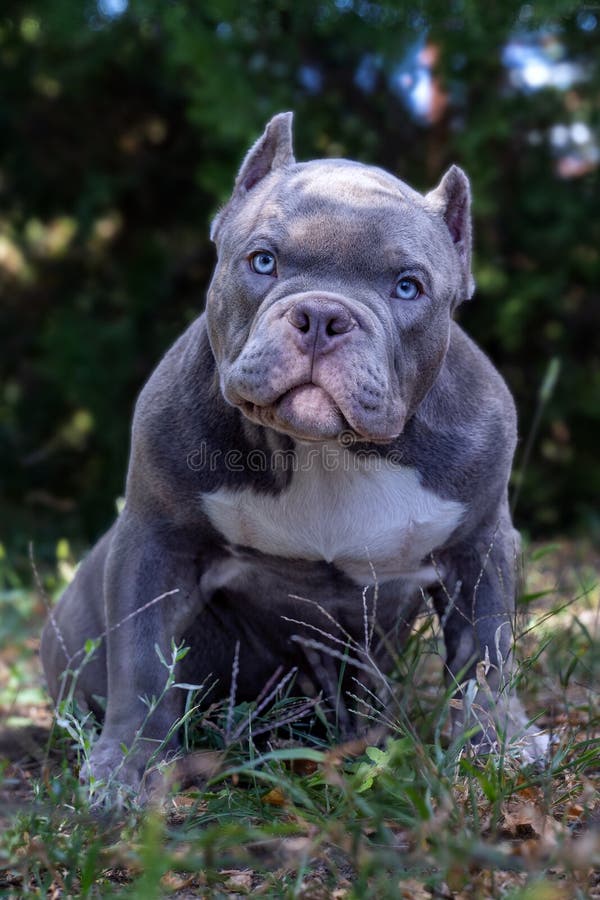 Cute little puppy of American Bully breed, with serious face expression, lilac blue color, white spot on the chest, blue eyes.