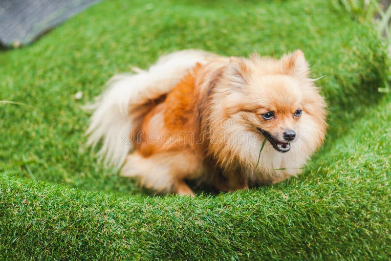 Cute little puppy stock photo. Image of outside, adorable 77173896