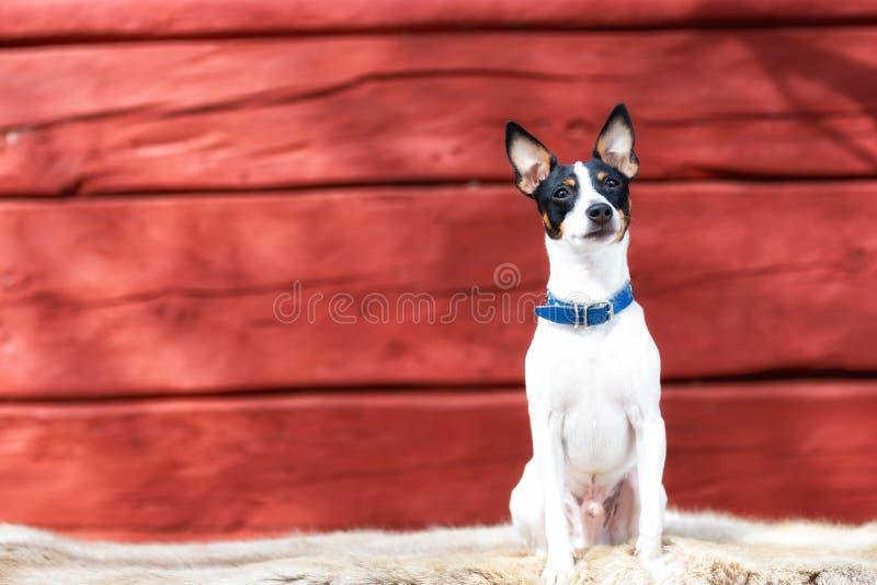 Cute little puppy sitting on a deer fur. Red wooden background. Copy space. royalty free stock photos Cute little puppy sitting on a deer fur. Red wooden background. Copy space. royalty free stock photos