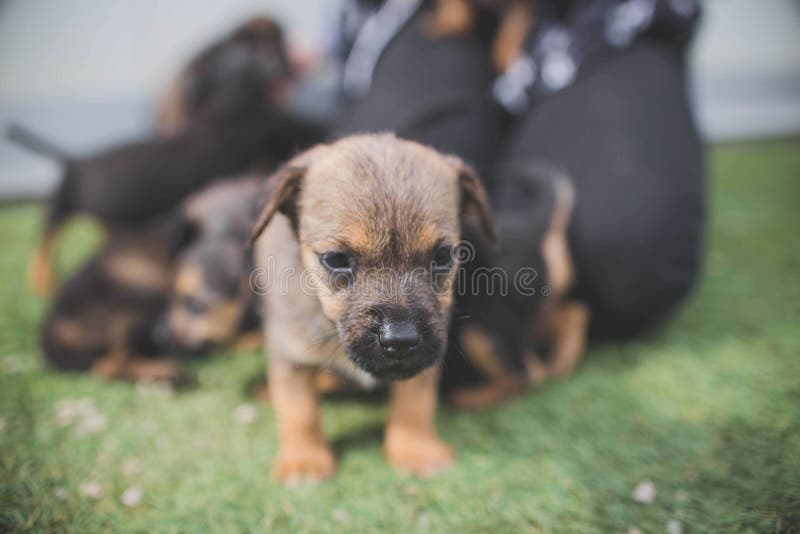 Cute little puppy standing on the grass-covered field royalty free stock image