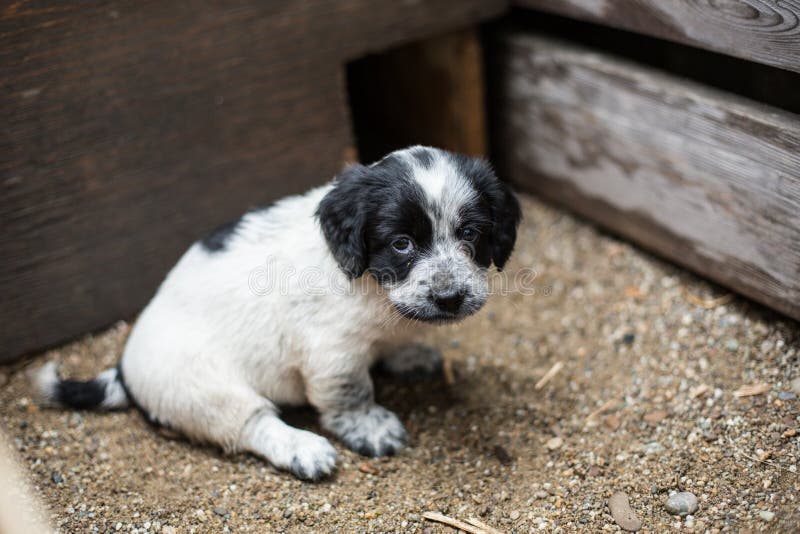 Cute Little puppy in a wooden box is asking to be adopted with hope. Homeless dog