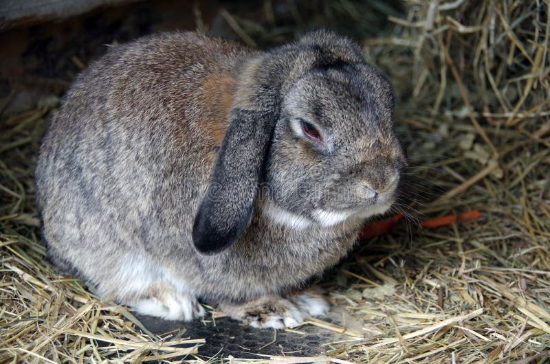 Cute Little Rabbit is Sad in the Cage Stock Image Image of outdoors