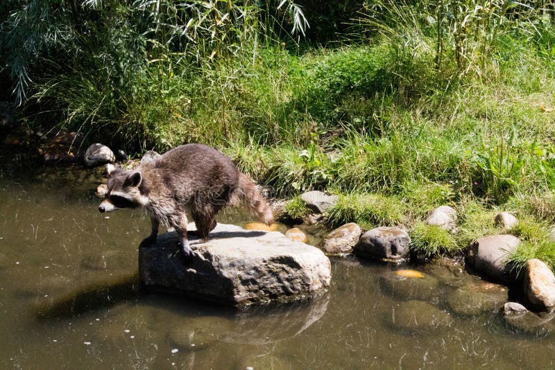 Cute little raccoon on a rock in a river stock images