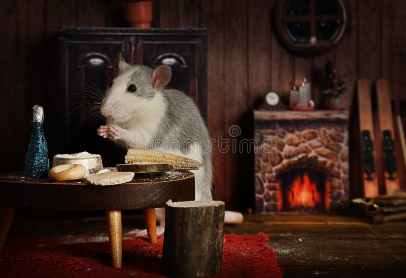 Cute little rat is having dinner at the table stock photos