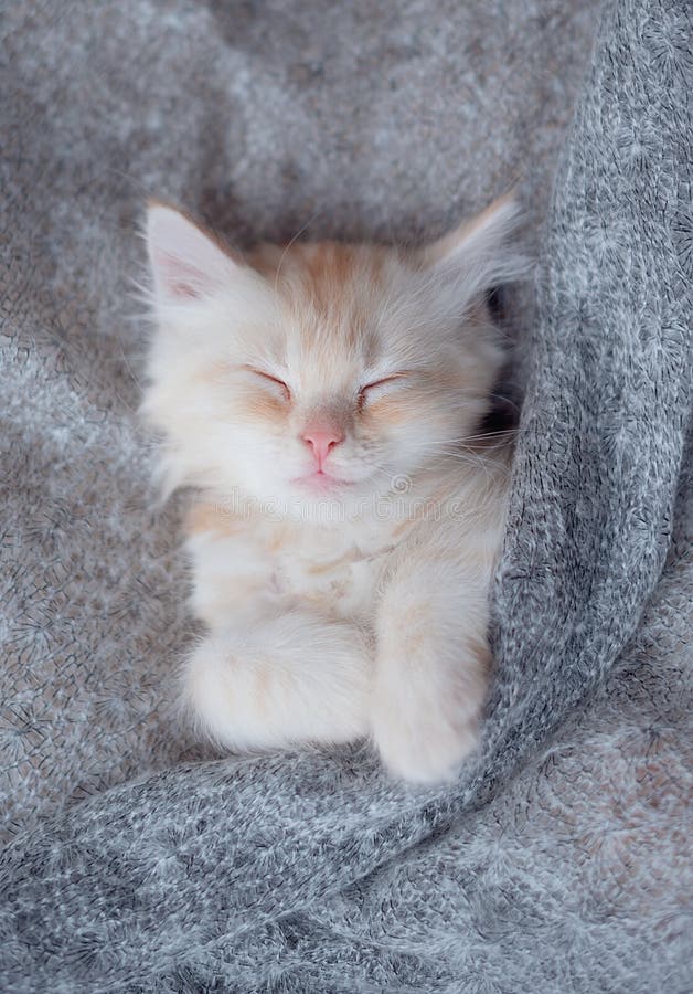 Cute Little Red Kitten Sleeps on Fur White Blanket Stock Photo Image