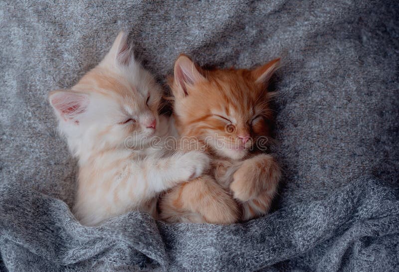Cute Little Red Kitten Sleeps on Fur White Blanket Stock Photo Image