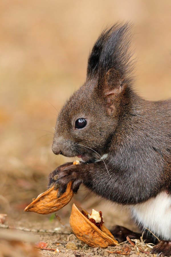 Cute little red squirrel eating nut