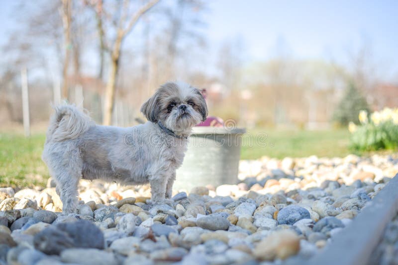 Cute little Shih tzu standing on stones royalty free stock photos