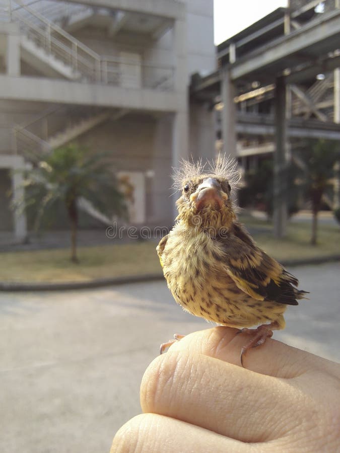 Cute little sparrow royalty free stock photography