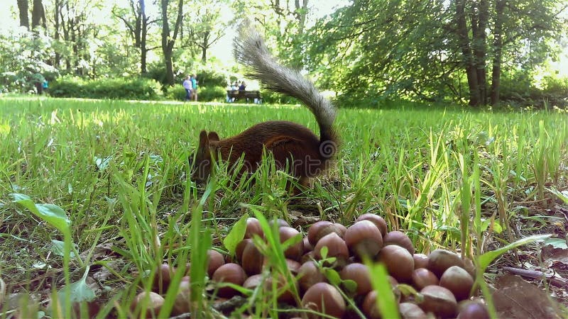 A cute little squirrel eating nuts