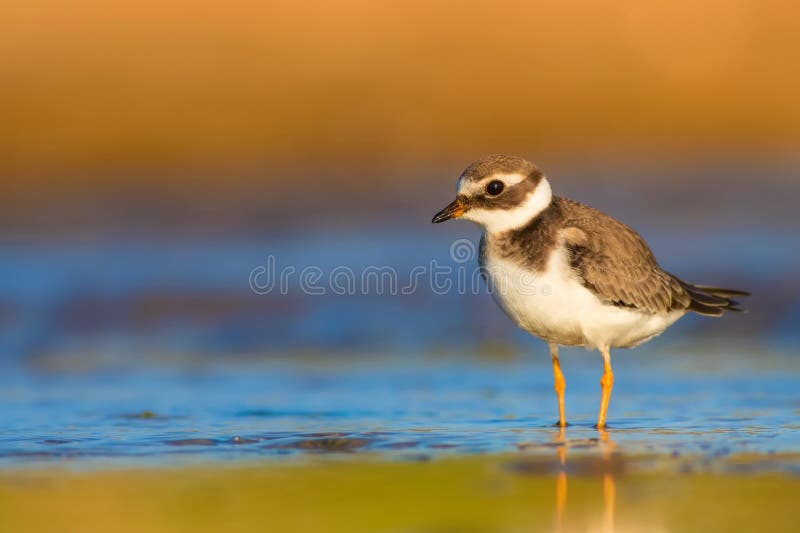Cute little water bird. Colorful nature background. Bird: Common Ringed Plover. (Charadrius hiaticula). stock photography