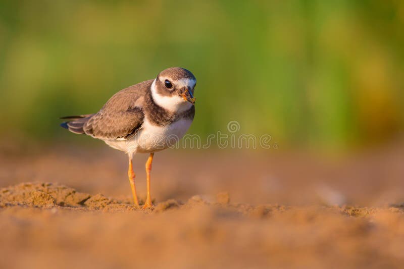 Cute little water bird. Colorful nature background. Bird: Common Ringed Plover. (Charadrius hiaticula). royalty free stock photos