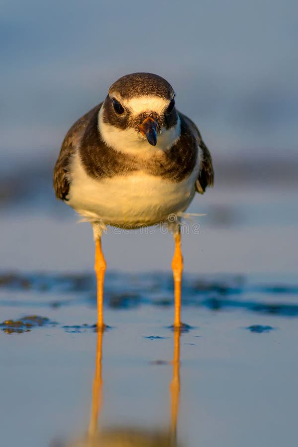 Cute little water bird. Colorful nature background. Bird: Common Ringed Plover. (Charadrius hiaticula). stock photos