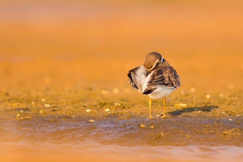 Cute little water bird. Colorful nature background. Bird: Common Ringed Plover. (Charadrius hiaticula). stock photos