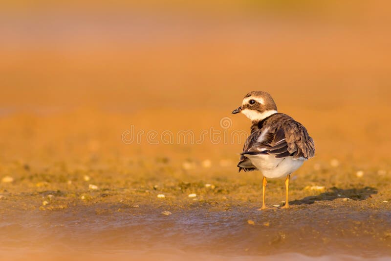 Cute little water bird. Colorful nature background. Bird: Common Ringed Plover. (Charadrius hiaticula). royalty free stock photography