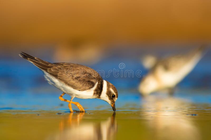 Cute little water bird. Colorful nature background. Bird: Common Ringed Plover. (Charadrius hiaticula). stock image