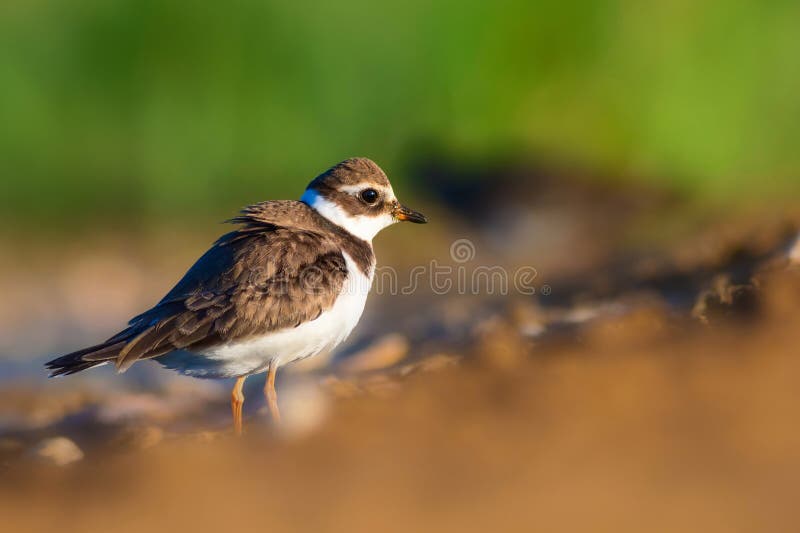 Cute little water bird. Colorful nature background. Bird: Common Ringed Plover. (Charadrius hiaticula). royalty free stock photography