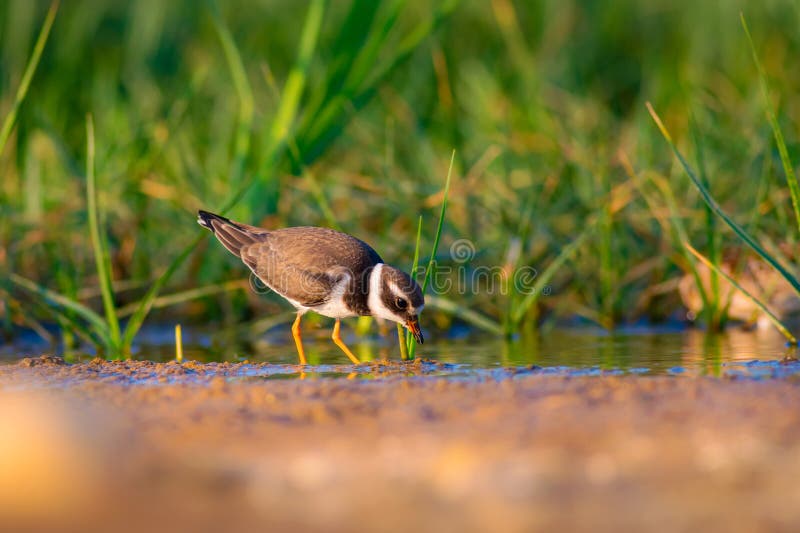 Cute little water bird. Colorful nature background. Bird: Common Ringed Plover. (Charadrius hiaticula). royalty free stock photos