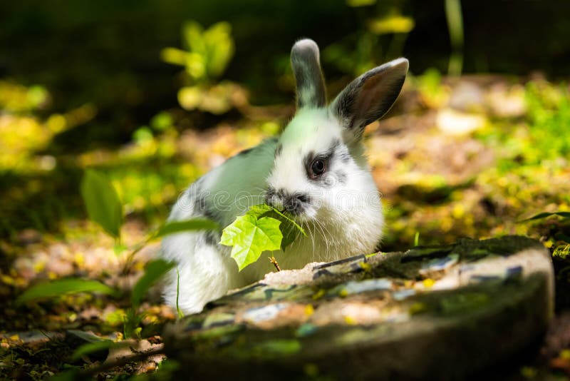 Cute Little White Bunny Rabbit on the Grass Meadow Eating Stock Image