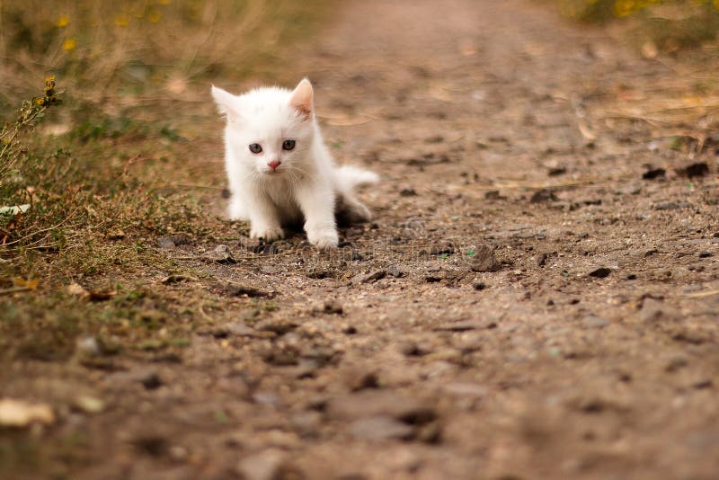 Cute Little White Cat Walks on the Road Stock Image Image of country