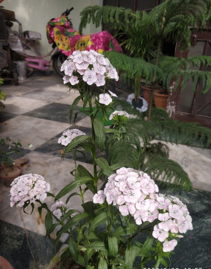 Cute Little White Flowers Blooming in Bunches ðŸ˜ Stock Photo Image