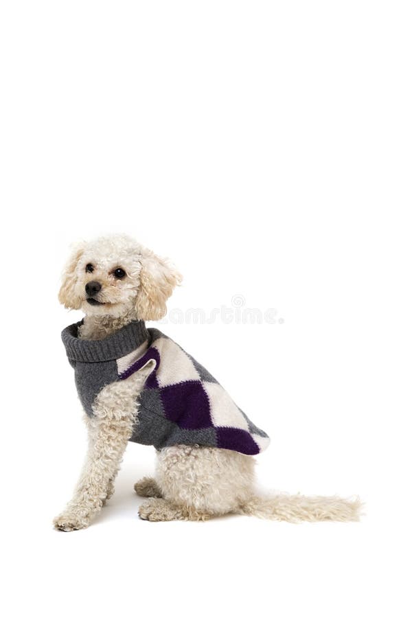 Cute Little White Poodle in Dog Clothes Stock Photo Image of studio
