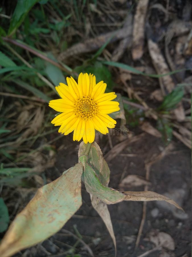 Cute little yellow flower stock image. Image of yellow 99816421