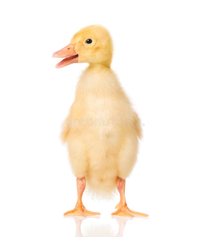 Cute newborn duckling stock image. Image of chick, grey - 112496555