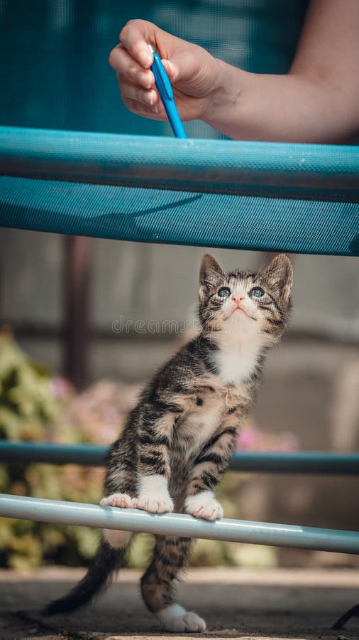 Cute little young black and white tiger cat with blue eyes standing on hind legs. Girl with pencil in hand plays with cat