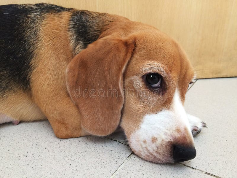 Cute Lonely Brown Beagle Puppy. Stock Photo Image of nature, cute