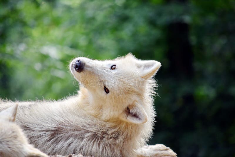 Cute White Arctic Wolf Head Closeup Stock Photo - Image of hair ... Cute Baby Arctic Wolf