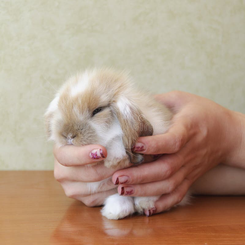 Cute lop eared baby rabbit stock image. Image of humor 26754329
