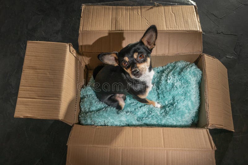 cardboard box dog bed