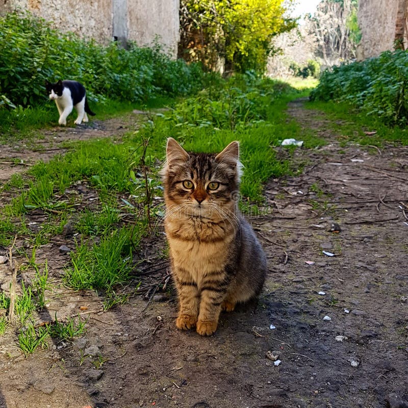 Cute lovely little cat in the garden royalty free stock images Cute lovely little cat in the garden royalty free stock images