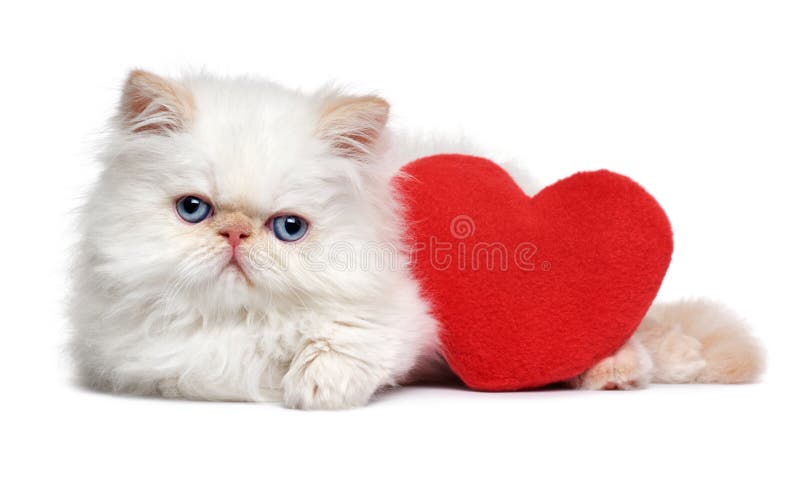 Carino amante San Valentino persiano Gattino cuore rosso, isolato su sfondo bianco.