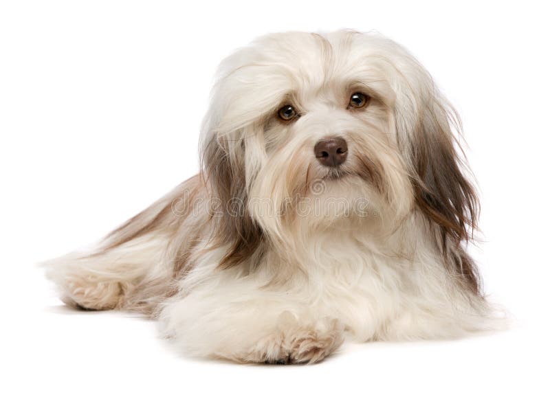 Un simpatico sdraiato cioccolato havanese cane cucciolo è di fronte alla fotocamera isolato su sfondo bianco.