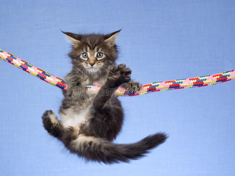 Cute Maine Coon Kitten Hanging From Rope Stock Image Image of blue
