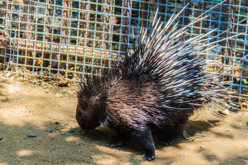 Cute Malayan porcupine, Himalayan porcupine, Large porcupine (Hystrix brachyur) royalty free stock photos Cute Malayan porcupine, Himalayan porcupine, Large porcupine (Hystrix brachyur) royalty free stock photos