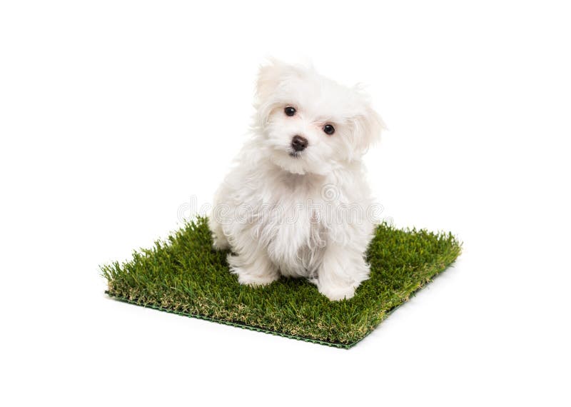 Cute Maltese Puppy Dog Sitting on Section of Artificial Turf Grass On a White Background.