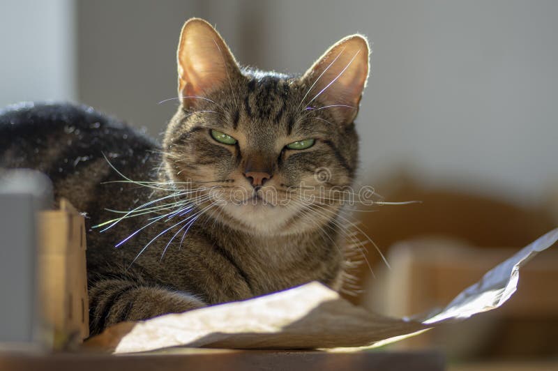 Cute marble cat in sunlight on paper, clever face, eye contact, comical funny beast