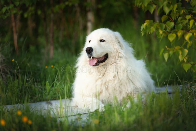 Cute Maremma Sheepdog. Big White Fluffy Happy Dog Breed Maremmano ...