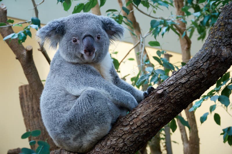 Lindo un oso de sobre el un árbol.