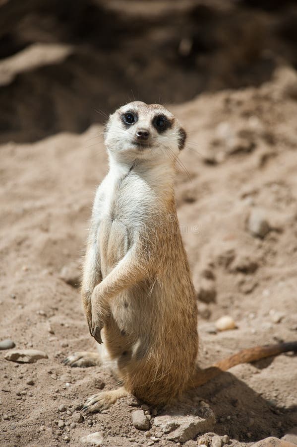 Cute meerkat