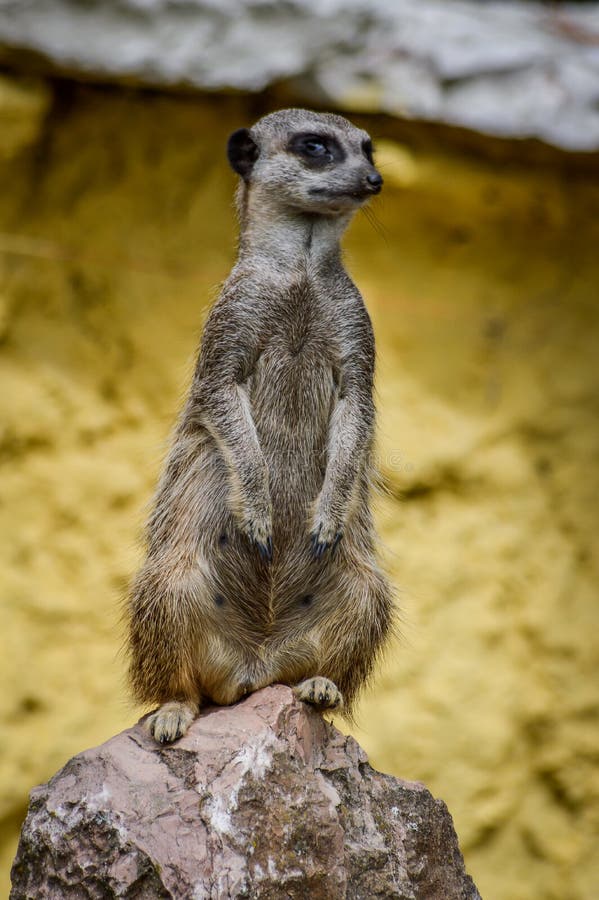 Cute Meerkat Standing Up on a Rock and Looking Away Stock Image - Image of animals, africa: 180138697 Cute Meerkat Standing Up on a Rock and Looking Away Stock Image - Image of animals, africa: 180138697